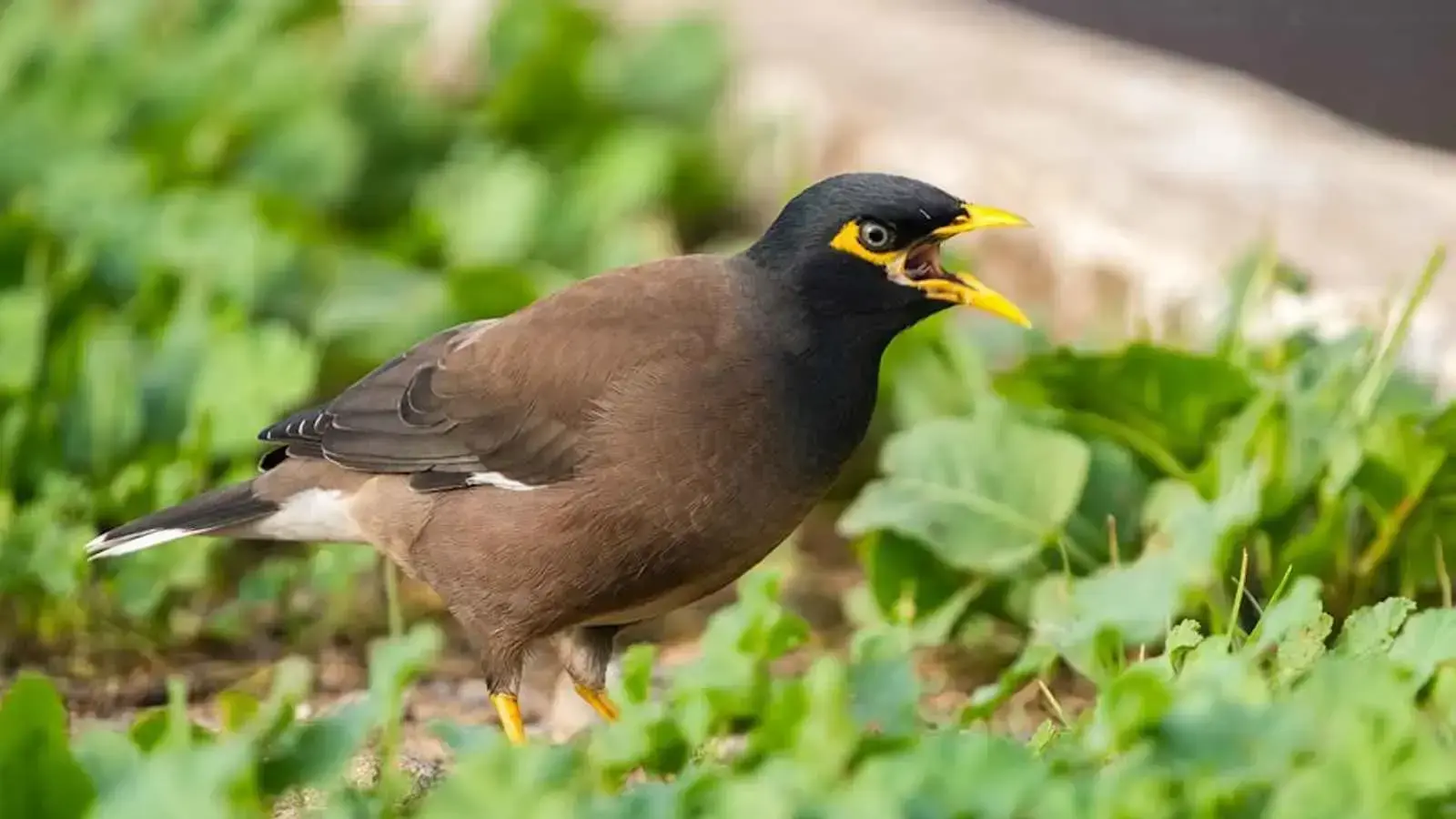 طائر المينا