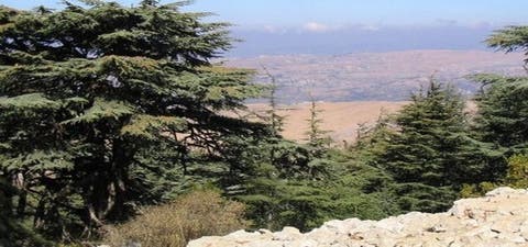 أخنوش يطلق أشغال إعداد استراتيجية لتنمية الغابات في المغرب