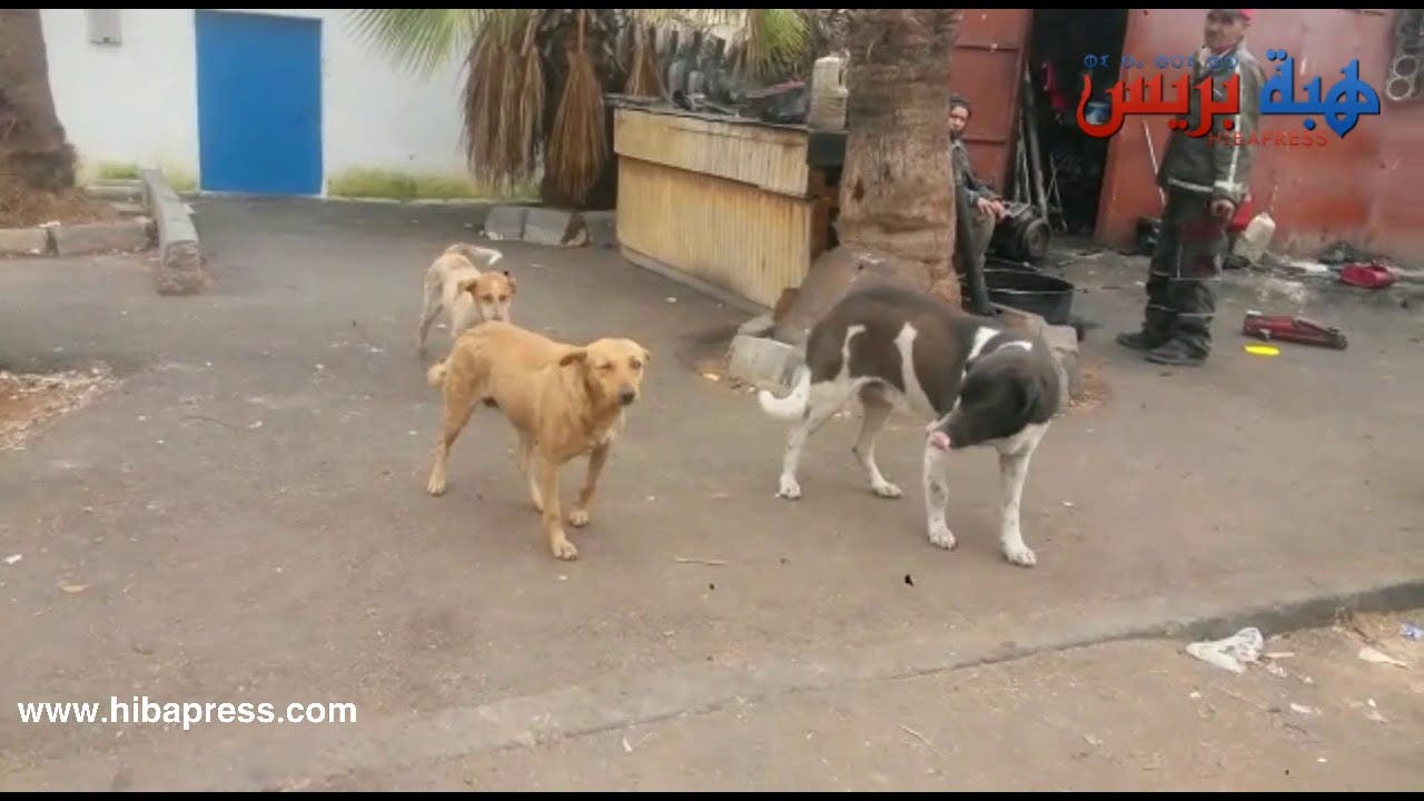 Photo of مطاردة هوليوية لاعتقال الكلاب الضالة بحي مولاي رشيد