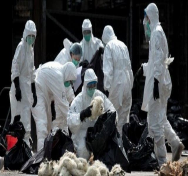 Photo of إسرائيل تكتشف حالة شديدة العدوى لـ”إنفلونزا الطيور”