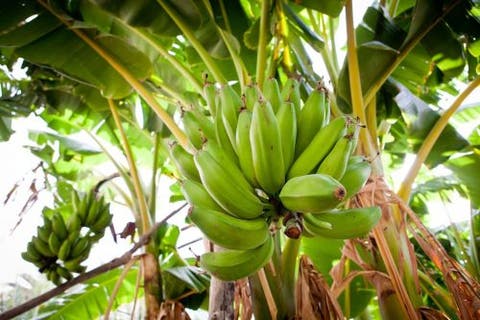 البحث عن عصابة ” الموز ” بتارودانت