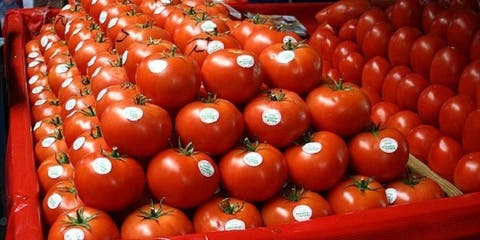 تخفيض ثمن الطماطم الجيدة في المغرب