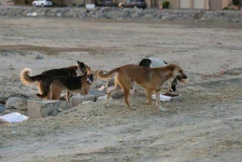 أكادير .. كلاب ضالة تلتهم 70 مليون من ميزانية المجلس الجماعي