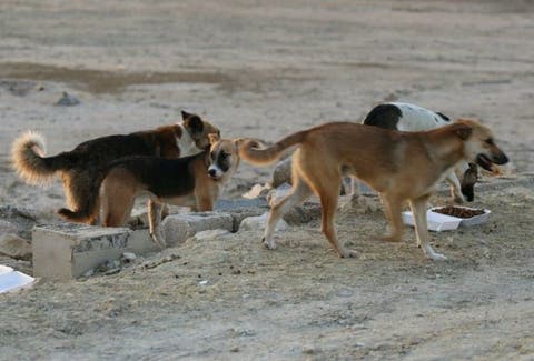 إبادة جماعية لـ103 كلبا ضالا بمدينة الجديدة‎