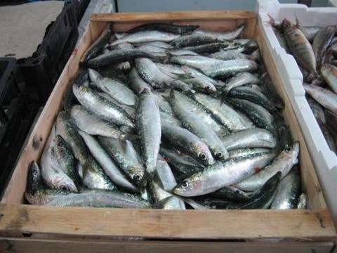 حملة المقاطعة تجبر المتحكمين على خفض أسعار الأسماك‎