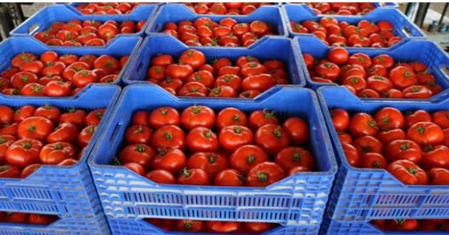 Photo of الأمم المتحدة تضع المغرب على قائمة الدول المصدرة للطماطم عبر العالم