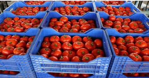 الأمم المتحدة تضع المغرب على قائمة الدول المصدرة للطماطم عبر العالم