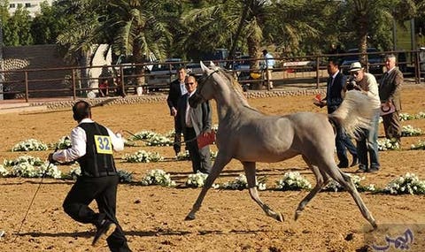 موظف شرطة… يفوز بالجائزة الكبرى لبطولة المغرب في ترويض الخيول