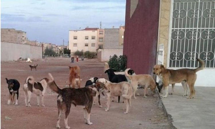 Photo of الكلاب الضالة تثير الرعب في برشيد و أعضاء المجلس يختفون من الشوارع