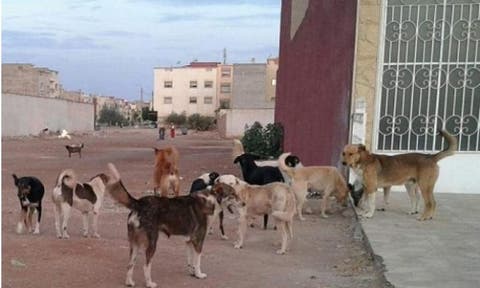 الكلاب الضالة تثير الرعب في برشيد و أعضاء المجلس يختفون من الشوارع