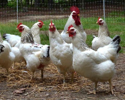 جزائريون يقاطعون الدجاج “المشوي” ويطلقون حملة “خليه يفوح “