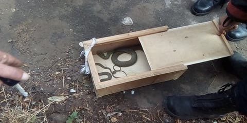 خطير بسطات.. مجهولون يتخلّصون من صندوق للثّعابين وسط حي سكني”فيديو