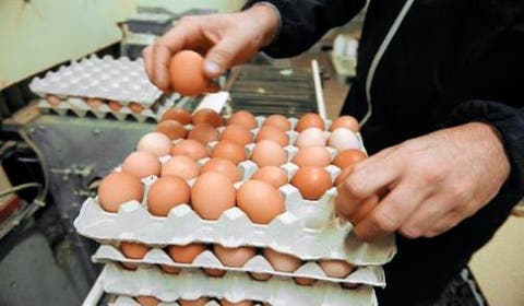 دراسة تفرد قيمة البيض المستهلك من طرف المغاربة