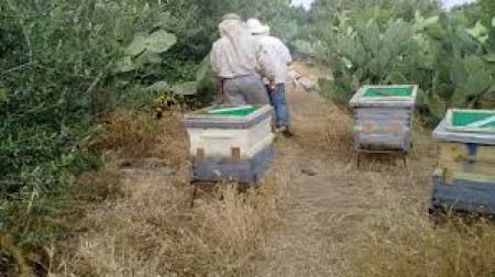 تارودانت : مربو النحل يشتكون الاستغلال الجائر للنباتات العطرية بجماعة تويالت
