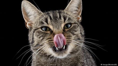 “عضة” قطة مغربية تقتل سائحا بريطانيا