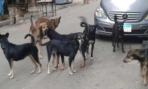 سفارة كوريا الجنوبية بمصر: لم نستورد كلابا لتناول لحومها