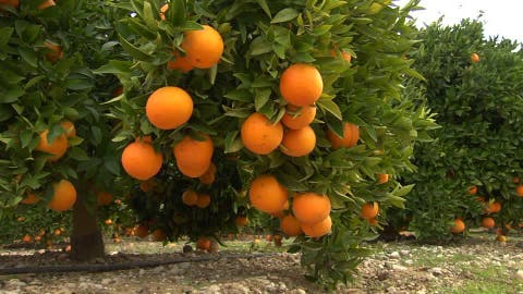 تارودانت: فلاحو البرتقال بهوارة يرمون إنتاجهم علفا للبهائم ( فيديو )