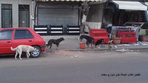 “البام ” بسطات يستنكر ظاهرة انتشار الكلاب والحمير بالمدينة “فيديو”