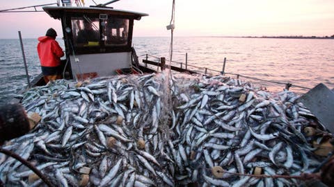 بالأرقام: منتوجات الصيد الساحلي والتقليدي بلغت 1,31 مليون طن خلال 2018