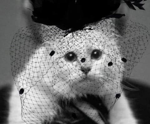 قطة تنعي صاحبها مصمم الأزياء على “إنستغرام” وترث 150 مليون إسترليني منه