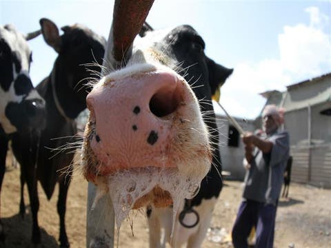 ال”ONSSA”: تلقيح أزيد من مليون رأس من الأبقار ضد “الحمى القلاعية”