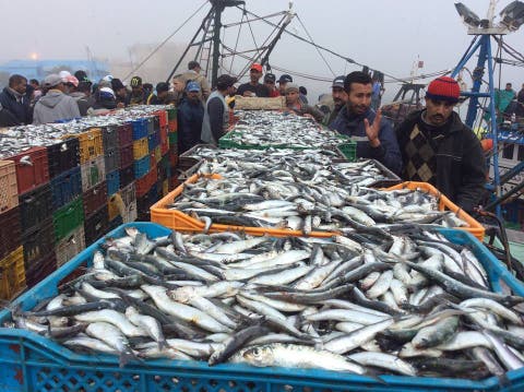 اتفاقية للتعاون بين المغرب ومنظمة (الفاو) حول حكامة الصيد البحري