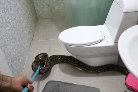 ثعبان يعض امرأة في مرحاض المنزل !