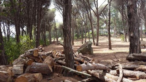 تارودانت : متابعة مستشار من ” البيجيدي” قطع أشجار جماعية وتصرف في أموالها
