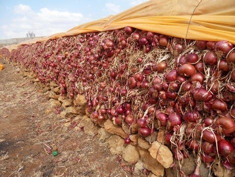 وزارة الفلاحة تكشف أسباب ارتفاع أسعار البصل .. وتطمئن المغاربة