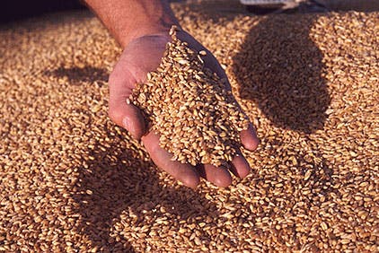 الحكومة ترفع رسوم استيراد القمح الطري لحماية المنتوج المحلي
