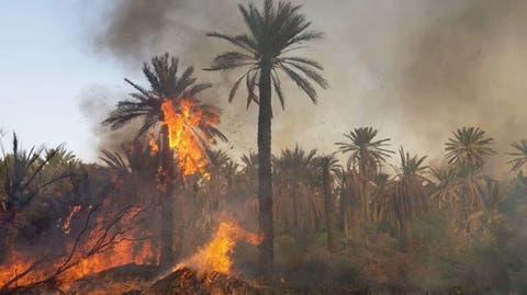 الرشيدية .. حريق يأتي على أزيد من 2540 نخلة بواحة زيز بأوفوس