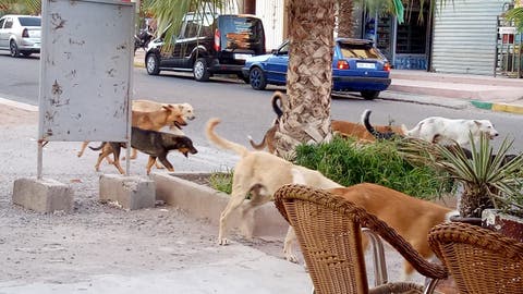 أكادير : الكلاب الضالة تقتحم أحياء راقية بالمدينة