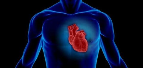 دراسة: رفع الأثقال مفيد لحرق دهون القلب