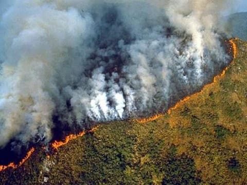 غابات الأمازون تحترق – فمن المسؤول؟