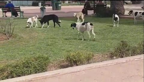 الكلاب الضالة “تستعمر” الفضاءات العامة بتزنيت ” فيديو”