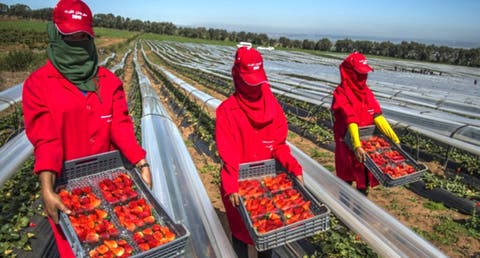 وزارة الشغل: إسبانيا ترغب في تشغيل أزيد من 16 ألف عاملة مغربية بحقول الفراولة