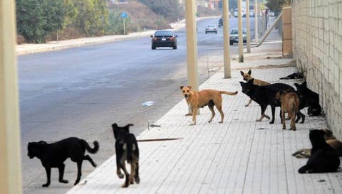 الكلاب الضالة تغزو شوارع المحمدية و هيئات جمعوية تنتفض ضد المجلس