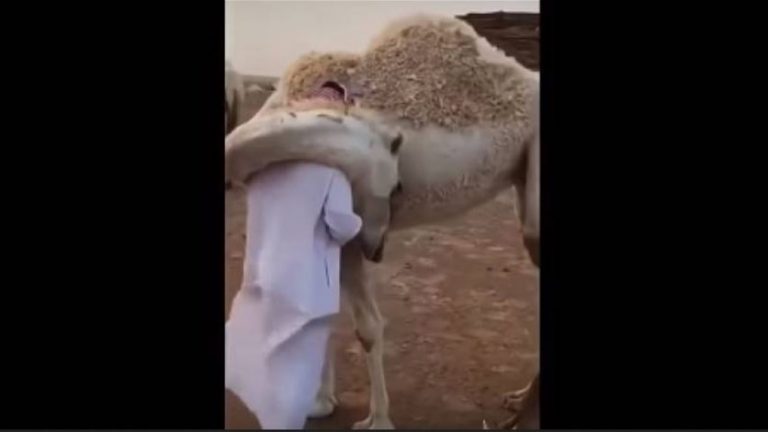 بالفيديو .. ناقة تعانق صاحبها كل يوم