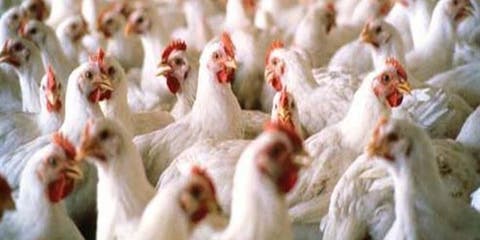 منتجو لحوم الدواجن: أسعار الدجاج عرفت تدنيا مستمرا منذ 2017