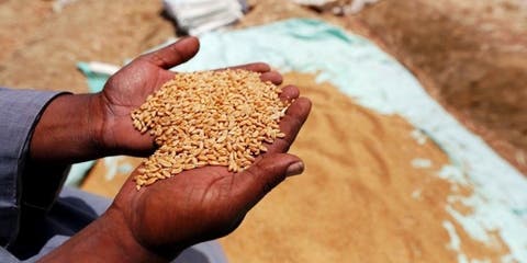 حفاظا على الأمن الغذائي.. المغرب يلجأ لاستيراد ألاف الأطنان من القمح الأمريكي