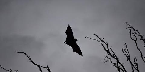 الهند.. اكتشاف فيروس كورونا لدى نوعين من الخفافيش