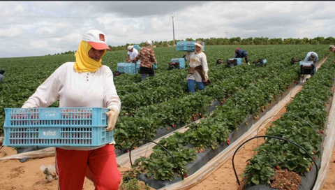 أزمة كورونا : العمال الزراعيون الجبهة الاولى للأمن الغذائي بالمغرب
