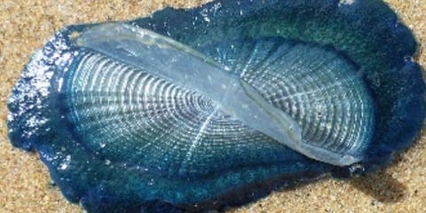 وزارة الصيد البحري: ظهور قنديل البحر المزيف بالشواطئ المغربية