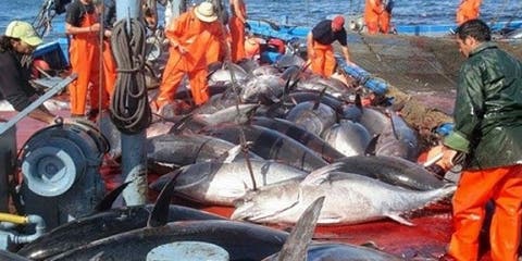 وزارة الصيد البحري : نشاط الصيد مستمر وتعزيز منتظر للعرض خلال الفترة المقبلة