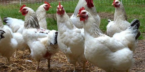 فيدرالية الدواجن: علامة “دجاج المزرعة” مخالفة للقانون وستتم متابعتها