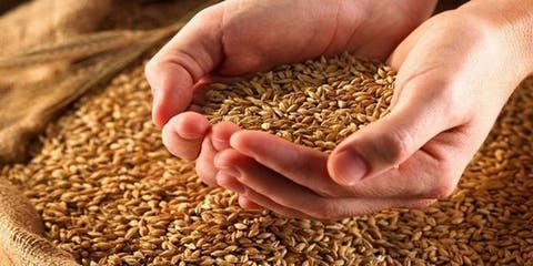 ثمن بيع الحبوب للمطاحن يستقر في 280 درهم للقنطار