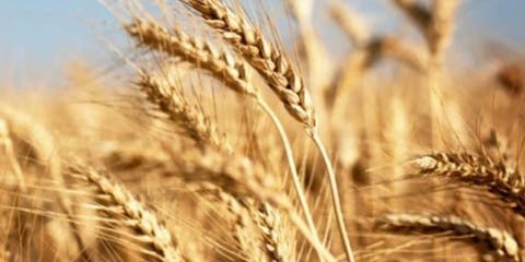 وزارة الفلاحة: إنتاج 1,3 مليون قنطار من القمح الطري منذ ماي الماضي