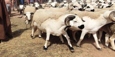 تاونات : افتتاح السوق الأسبوعي احد غفساي في وجه مربي الماشية