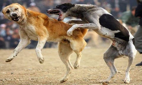 الصين تتحدى فيروس “كورونا” .. إنطلاق مهرجان “لحوم الكلاب”