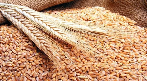ارتفاع واردات الحبوب بنسبة 49.8 في المائة